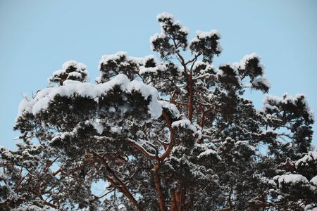 tree in snowの写真素材