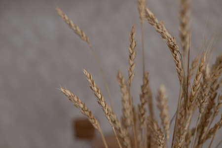The wheat is in a vase at home. Wheat stalks stand beautifully. Wheat stands at home for decoration.