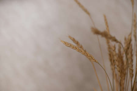 Decor in the kitchen. Home decoration. The wheat is in a vase at home. Wheat stalks stand beautifully. Wheat stands at home for decoration.の写真素材