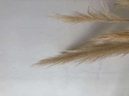 Decarative dry ears on a white background with a place for text. Home interior decorations.の写真素材