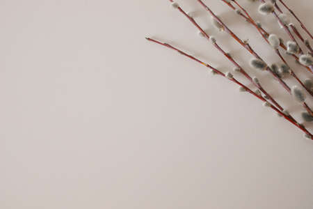 Willow twigs on a white matte background. Orthodox Easter. Palm Sunday. A place for text.の写真素材