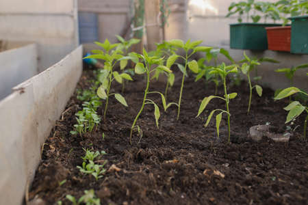 Young peppers have sprung up on the beds in the greenhouse. Green young peppers grow in greenhouse...