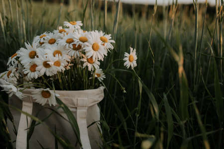 A beautiful bouquet of white daisies stands in a bag made of fabric in a green field.の写真素材