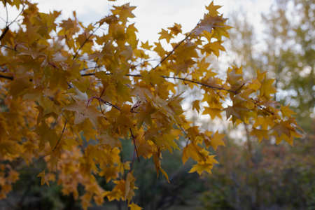A large branch of a maple tree with yellow leaves with raindrops on the leaves. Close-up. Selectiv...