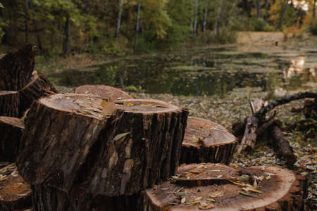 The sawn trunk of a large tree is piled up next to a forest pond. Hemp in a heap next to a lake in the forest. Wooden chocks lie in a heap next to the lake in the park. Arboretum Barnaul.の写真素材