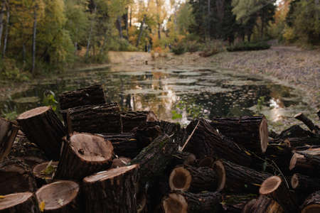 The sawn trunk of a large tree heaped up next to a forest pond. Sawed tree in a heap next to a lake in the forest. Wooden blocks lie in a heap by the lake in the park. Arboretum of Barnaul. selectiv focusの写真素材
