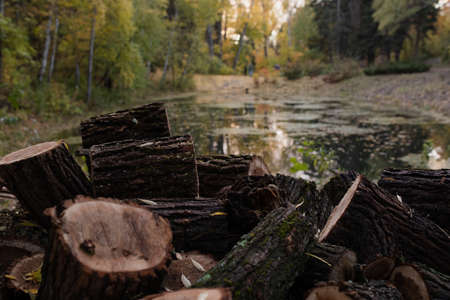 Wooden blocks lie in a heap by the lake in the park. Arboretum of Barnaul. selectiv focus. The sawn...