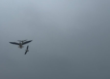 Three white seagulls in free flight against plain gray sky. Minimalist composition with empty space for text or logo placement.の写真素材