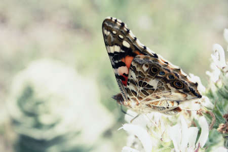 gzel butterflyの写真素材
