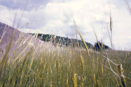 greenの写真素材