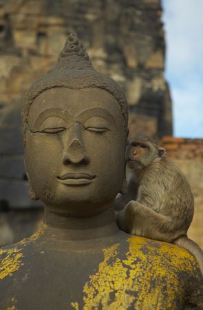 a monkey living at kala vat shrine in lopbury, thailandの写真素材