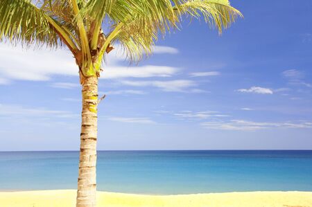 View of nice tropical empty sandy beach with some palmの写真素材
