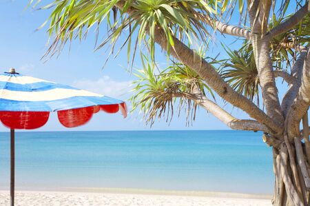 View of nice empty sandy beach with fragment of a  mangrove tree の写真素材
