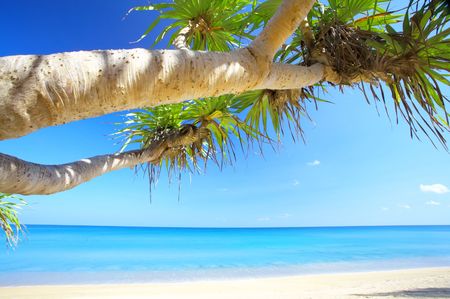 View of nice empty sandy beach with fragment of a  mangrove tree の写真素材