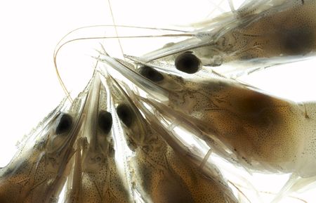 view of bunch of fresh shrimps macro on white backの写真素材