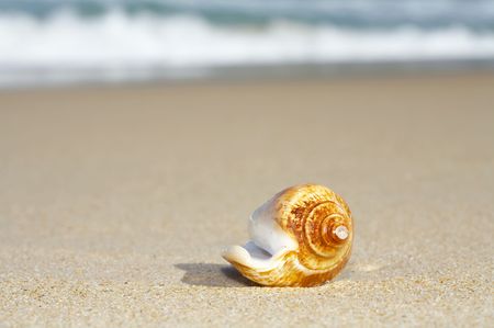 view of lonely nice shell on empty sandy beach