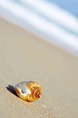 view of lonely nice shell on empty sandy beachの写真素材