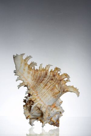 view of nice graceful delicate sea shell on gray backgroundの写真素材