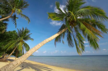 view of  a few  palms on the tropic bay  early in the morningv
