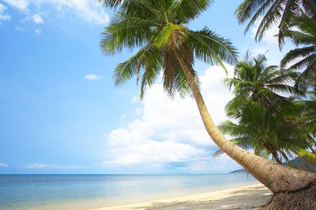 View of nice tropical empty sandy beach with some palmの写真素材