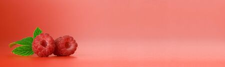 Close up view of nice fresh red raspberry. Banner, lots of copy space.の写真素材
