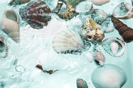 Close up view of different kind of shells  on splashing water backgroundの写真素材
