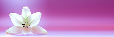 Close-up view of nice fresh lily on pink back. Banner, lots of copy space.の写真素材