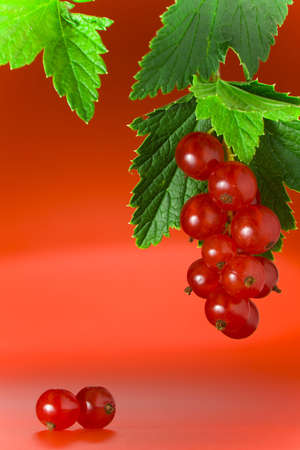Close up view of nice fresh red currant  on red backの写真素材