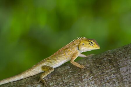View of nice colorful lizard in summer environmentの写真素材