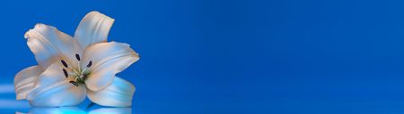 Close-up view of nice fresh lily on blue  back. Banner, lots of copy space.の写真素材