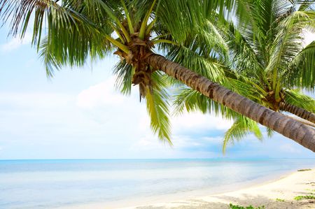 View of nice tropical empty sandy beach with some palm