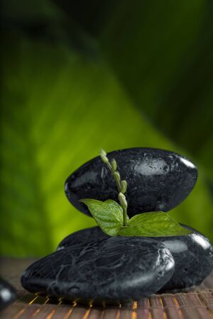 close up view of  gray stones  and leaf  on color backの写真素材