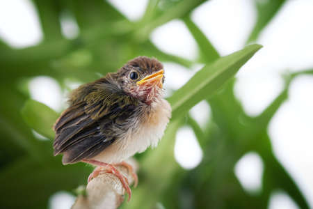 Close up view of nice little bird on color backの写真素材