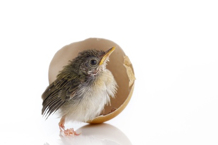 Close up view of nice little bird on white backの写真素材