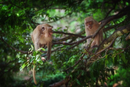 view of  nice wild monkey natural tropical environment の写真素材