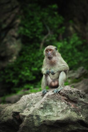view of  nice wild monkey natural tropical environment の写真素材