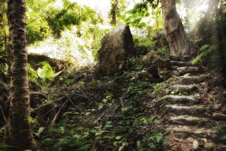 fragment like view of nice summer  forest with sun shine getting through the leafsの写真素材