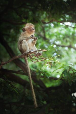 view of  nice wild monkey natural tropical environment 