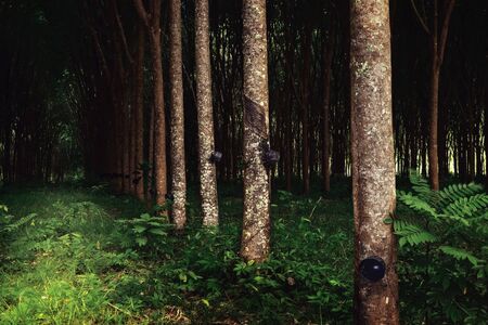 panoramic view of  nice  rubber trees  summer plantationの写真素材