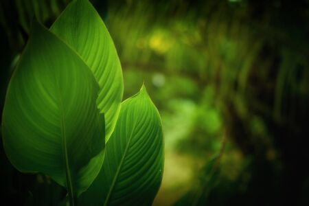 close up view of  tropical plant on color back