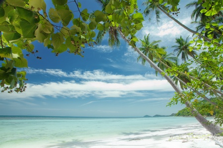 fragment like View of nice tropical  coast with some palmの写真素材