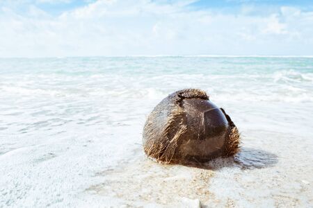 close up view of big coconut  splashed on the beach の写真素材