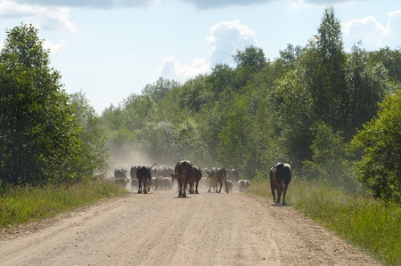 view of the herd is  walking away in summer countryside environmentの写真素材