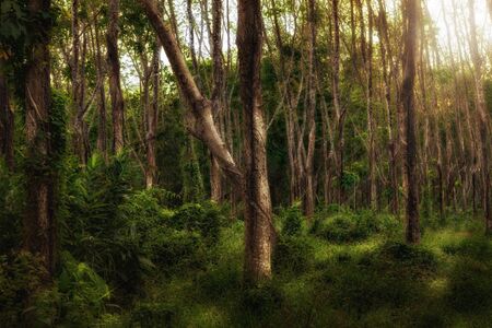 panoramic view of nice misty tropical forest の写真素材