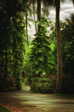panoramic view of nice misty tropical forest and footpathの写真素材