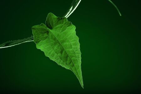 close up view of nice fresh leaf on green back