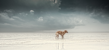 panoramic view of stormy cloud sky beach with lonely dogの写真素材