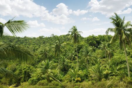 Panoramic color  view of nice color misty  tropical jungleの写真素材