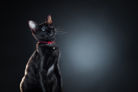 Close up view of nice black cat on blue backの写真素材