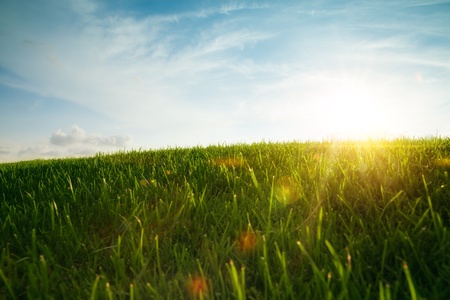 close up view of nice fresh green grass and blue sky